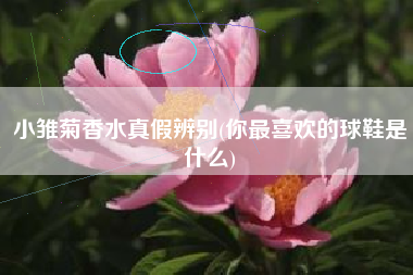 小雏菊香水真假辨别(你最喜欢的球鞋是什么)