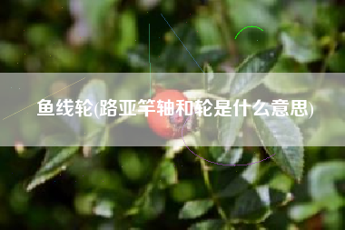 详细阅读:鱼线轮(路亚竿轴和轮是什么意思) 鱼线轮(路亚竿轴和轮是什么意思)