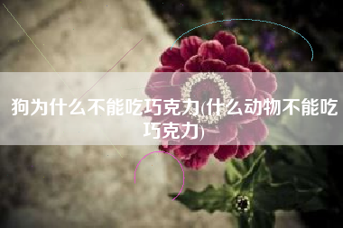 狗为什么不能吃巧克力(什么动物不能吃巧克力)