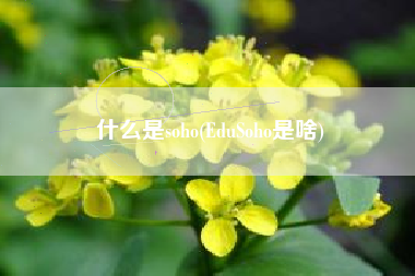 什么是soho(EduSoho是啥)