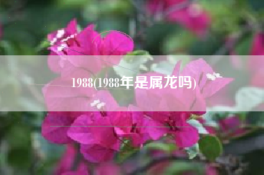 1988(1988年是属龙吗)