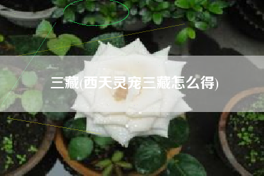 三藏(西天灵宠三藏怎么得)