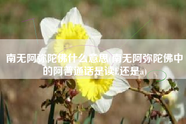 详细阅读:南无阿弥陀佛什么意思(南无阿弥陀佛中的阿普通话是读E还是a) 南无阿弥陀佛什么意思(南无阿弥陀佛中的阿普通话是读E还是a)