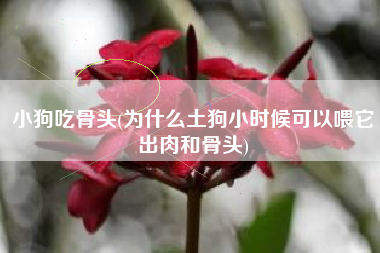 小狗吃骨头(为什么土狗小时候可以喂它出肉和骨头)