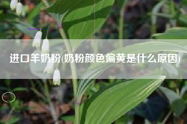 进口羊奶粉(奶粉颜色偏黄是什么原因)