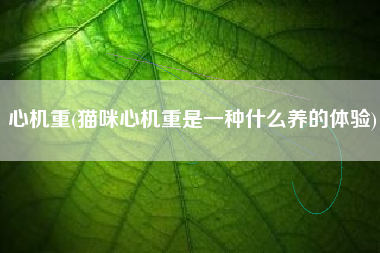 心机重(猫咪心机重是一种什么养的体验)