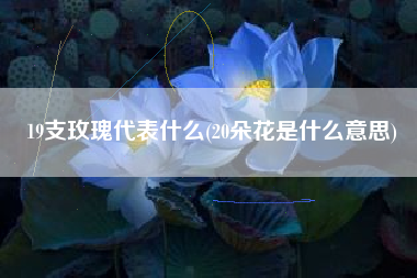 19支玫瑰代表什么(20朵花是什么意思)