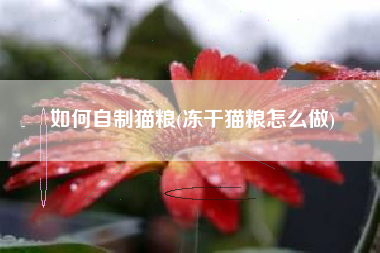 如何自制猫粮(冻干猫粮怎么做)