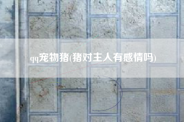 qq宠物猪(猪对主人有感情吗)