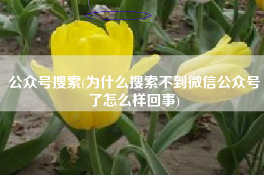 公众号搜索(为什么搜索不到微信公众号了怎么样回事)
