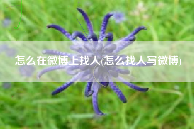 怎么在微博上找人(怎么找人写微博)