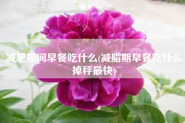 减肥期间早餐吃什么(减脂期早餐吃什么掉秤最快)