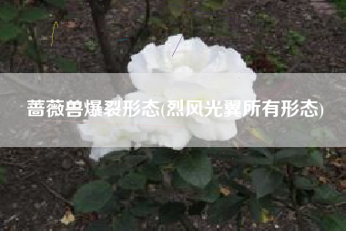 蔷薇兽爆裂形态(烈风光翼所有形态)