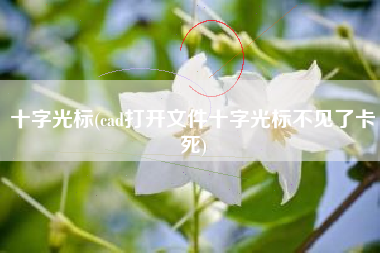 十字光标(cad打开文件十字光标不见了卡死)