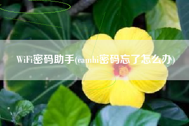 WiFi密码助手(camhi密码忘了怎么办)