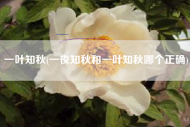 一叶知秋(一夜知秋和一叶知秋哪个正确)