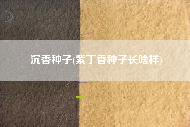 沉香种子(紫丁香种子长啥样)