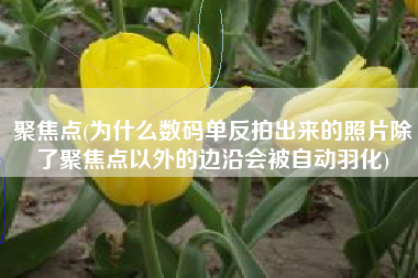 聚焦点(为什么数码单反拍出来的照片除了聚焦点以外的边沿会被自动羽化)