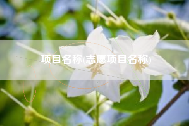 项目名称(志愿项目名称)