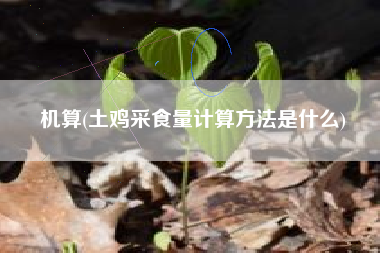 机算(土鸡采食量计算方法是什么)