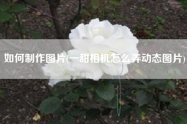 如何制作图片(一甜相机怎么弄动态图片)