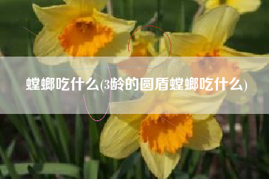 螳螂吃什么(3龄的圆盾螳螂吃什么)