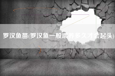 罗汉鱼苗(罗汉鱼一般喂养多久才会起头)