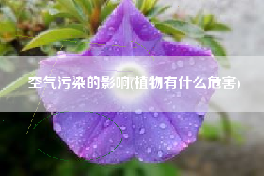 空气污染的影响(植物有什么危害)