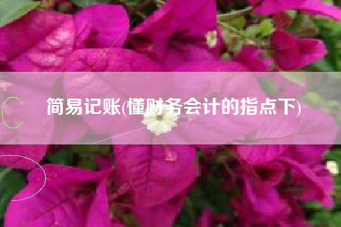 简易记账(懂财务会计的指点下)