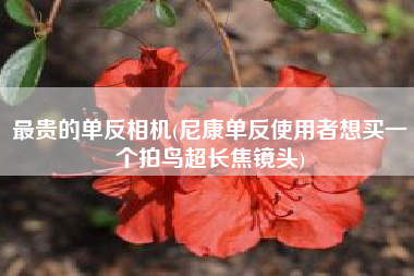 最贵的单反相机(尼康单反使用者想买一个拍鸟超长焦镜头)