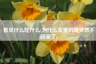 看见什么吃什么(为什么家里的猫突然不回家了)