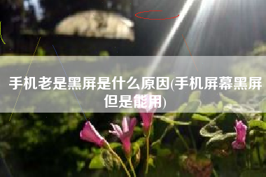 手机老是黑屏是什么原因(手机屏幕黑屏但是能用)