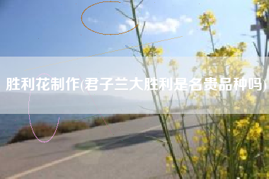 胜利花制作(君子兰大胜利是名贵品种吗)