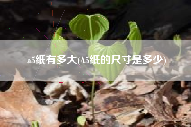 a5纸有多大(A5纸的尺寸是多少)