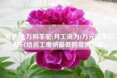 男子 十万购羊驼(月工资为1万元的单位却只给员工缴纳最低额度的五险)