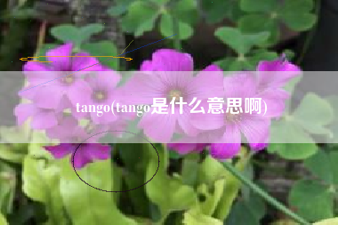 tango(tango是什么意思啊)