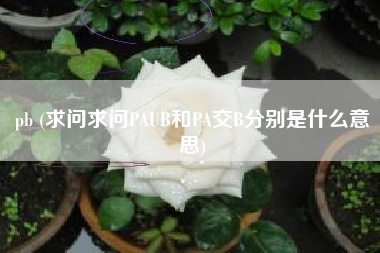 pb (求问求问PAUB和PA交B分别是什么意思)