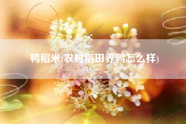 鸭稻米(农村稻田养鸭怎么样)