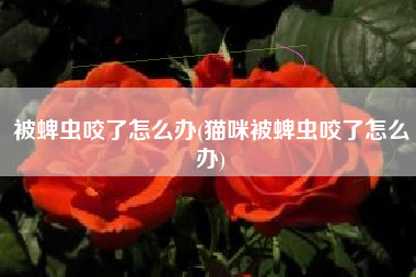被蜱虫咬了怎么办(猫咪被蜱虫咬了怎么办)