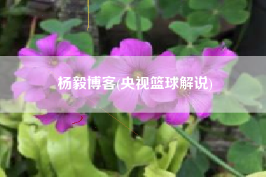 杨毅博客(央视篮球解说)