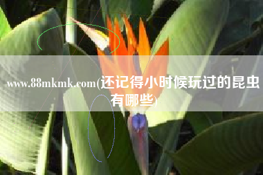 www.88mkmk.com(还记得小时候玩过的昆虫有哪些)