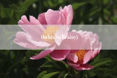 thebrain(Brainy)