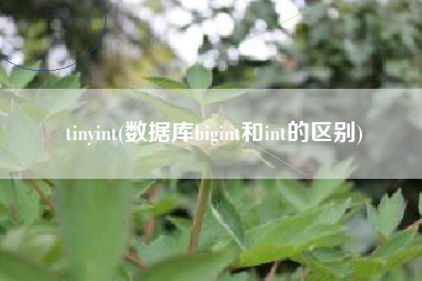 tinyint(数据库bigint和int的区别)