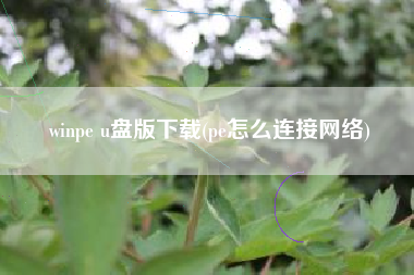 winpe u盘版下载(pe怎么连接网络)