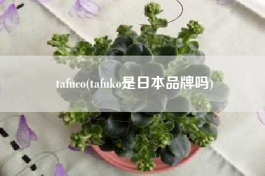 tafuco(tafuko是日本品牌吗)