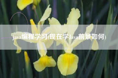 java编程学习(现在学Java前景如何)