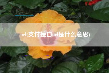 url(支付接口url是什么意思)