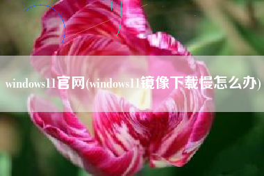 windows11官网(windows11镜像下载慢怎么办)