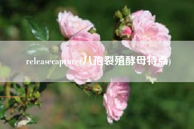 releasecapture(八孢裂殖酵母特点)