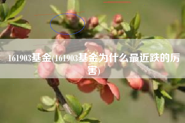 详细阅读:161903基金(161903基金为什么最近跌的厉害) 161903基金(161903基金为什么最近跌的厉害)